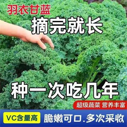 羽衣甘蓝种子羽衣邹叶甘蓝种籽高产易种四季阳台庭院盆栽蔬菜种子 绿